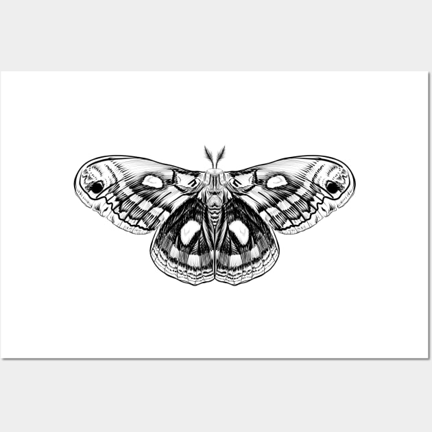 Moth Wall Art by MugDesignStore